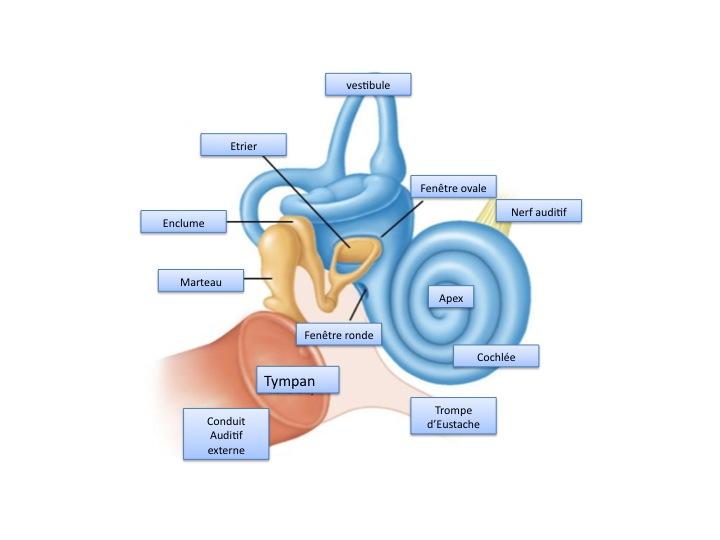 Diapositive1 1