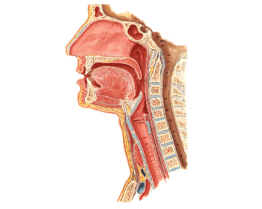 Anatomie du cou