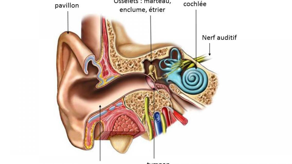 Oreille