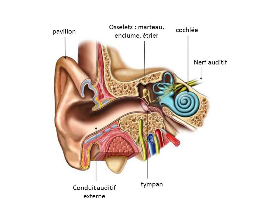 Oreille et Audition