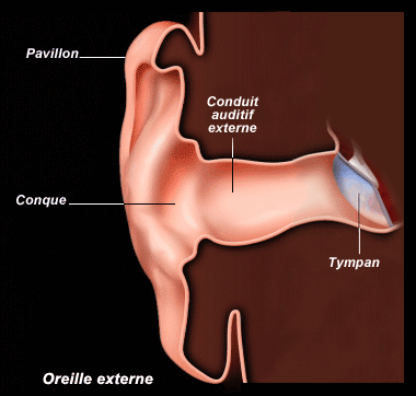 Schema de l oreille externe
